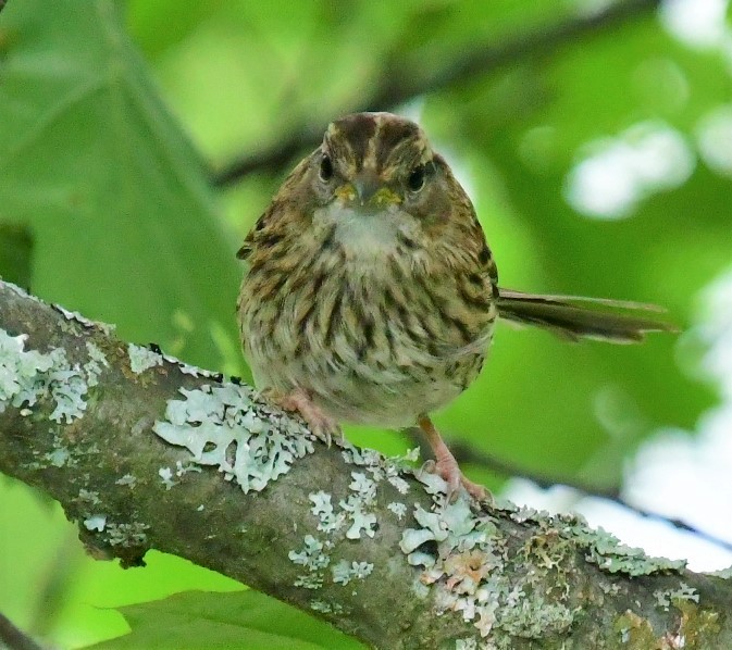 gråbrynspurv - ML489635231