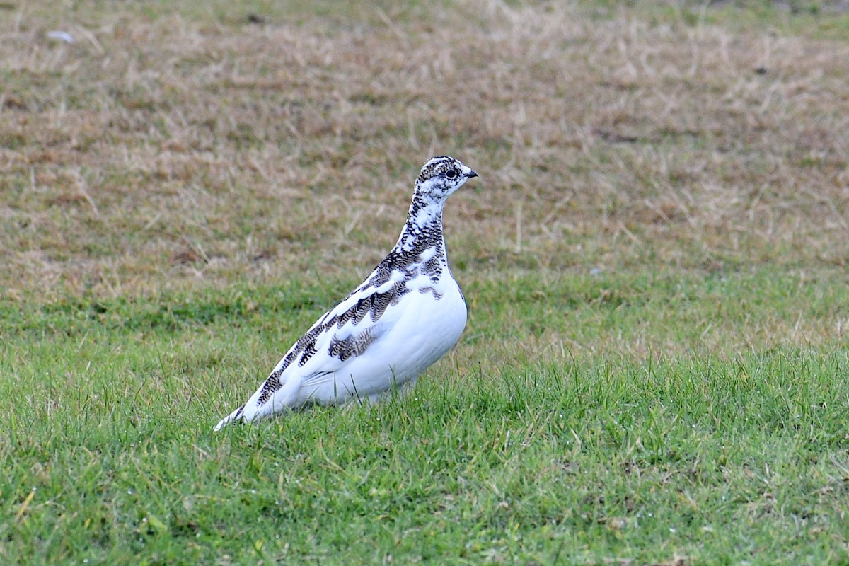 Rock Ptarmigan - ML489635541