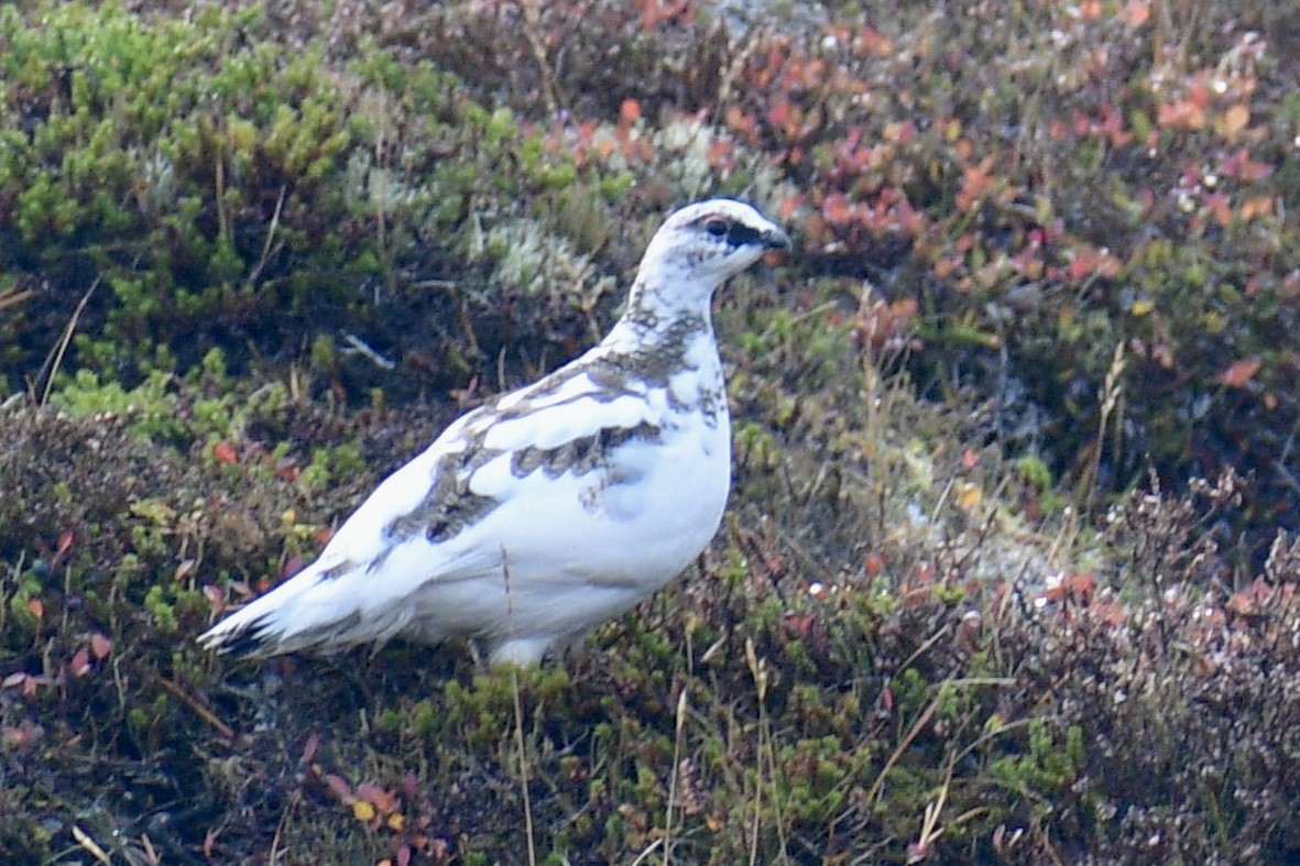 Rock Ptarmigan - ML489635561