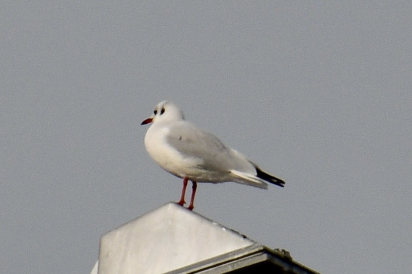 Black-headed Gull - ML489635761