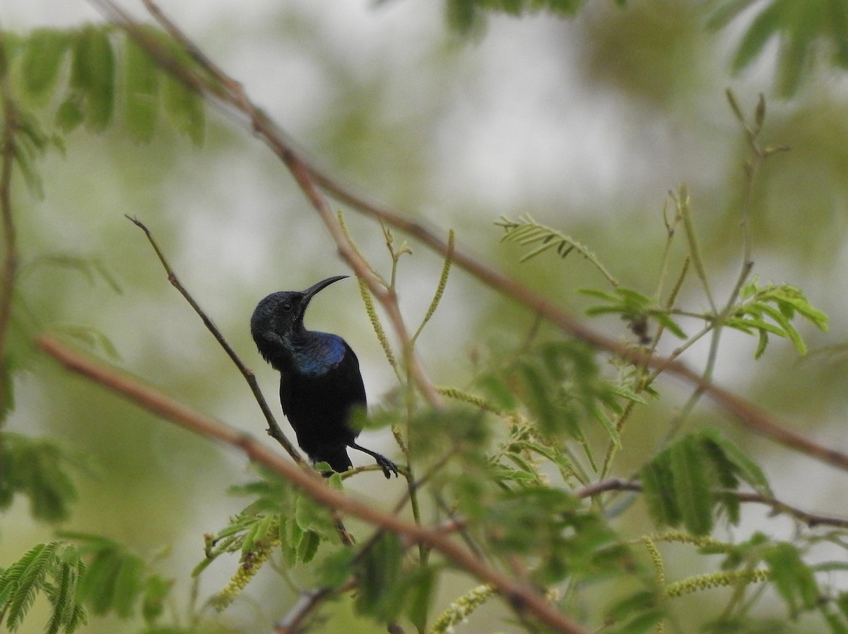 Purple Sunbird - ML489635851