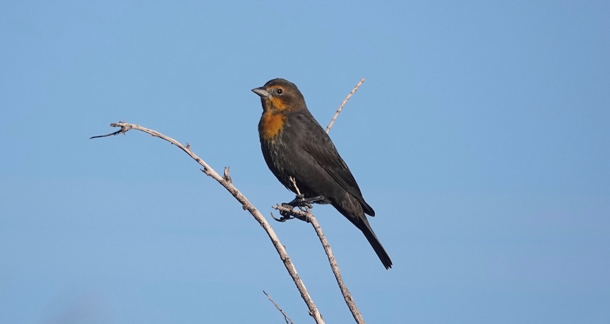 Yellow-headed Blackbird - ML489637581