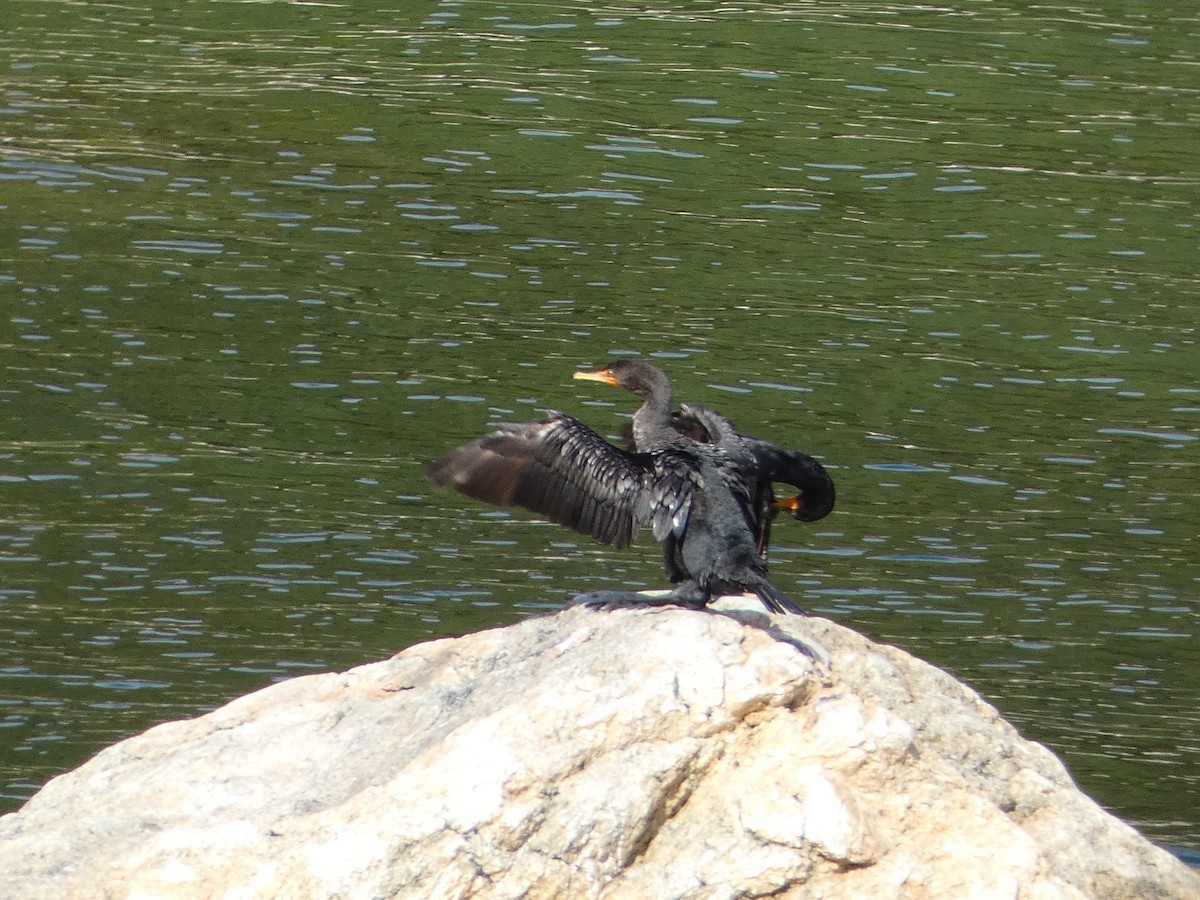 Double-crested Cormorant - ML489641091