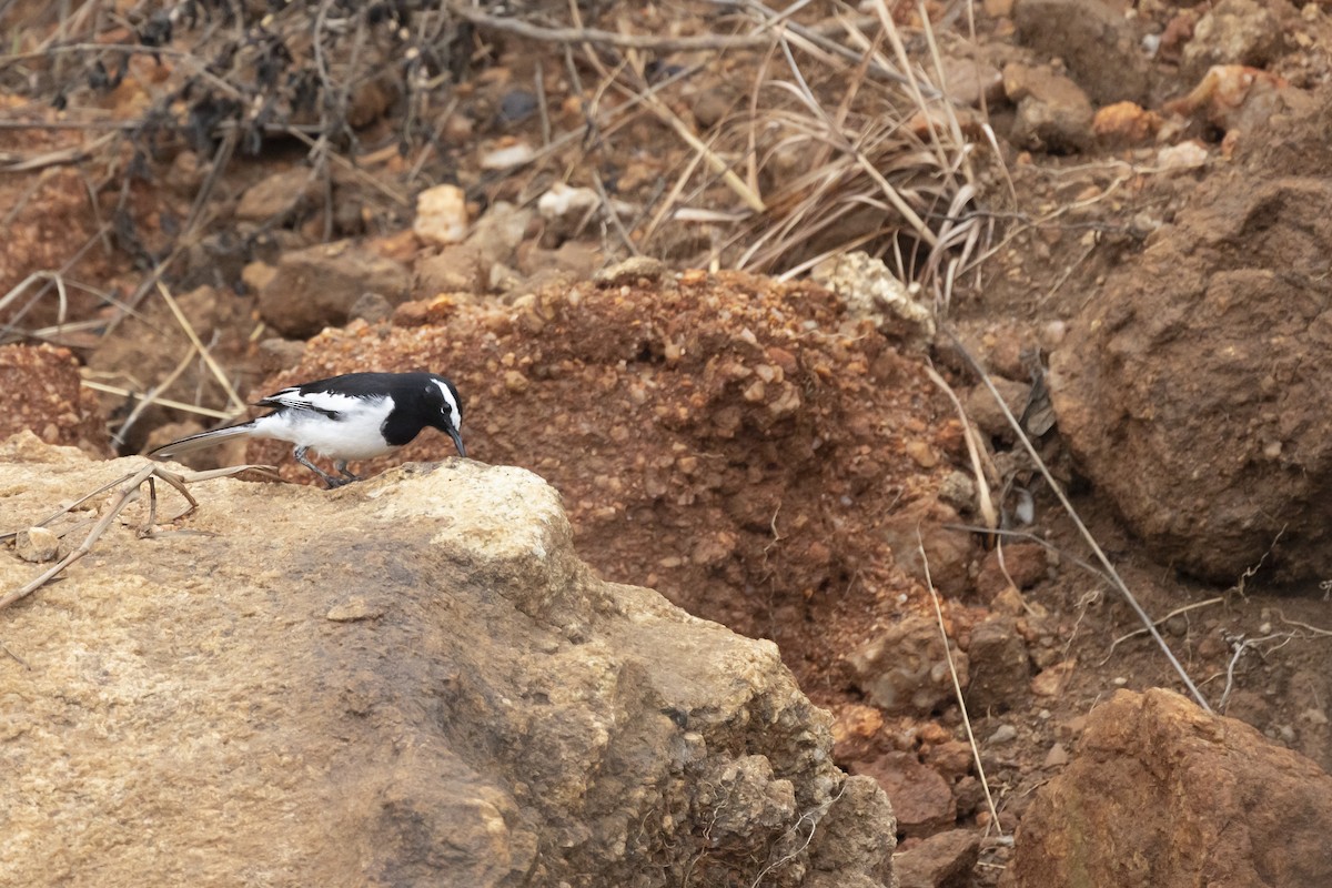 White-browed Wagtail - ML489643591