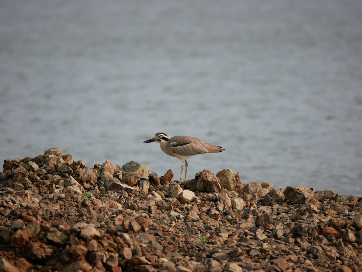 Great Thick-knee - ML489645441