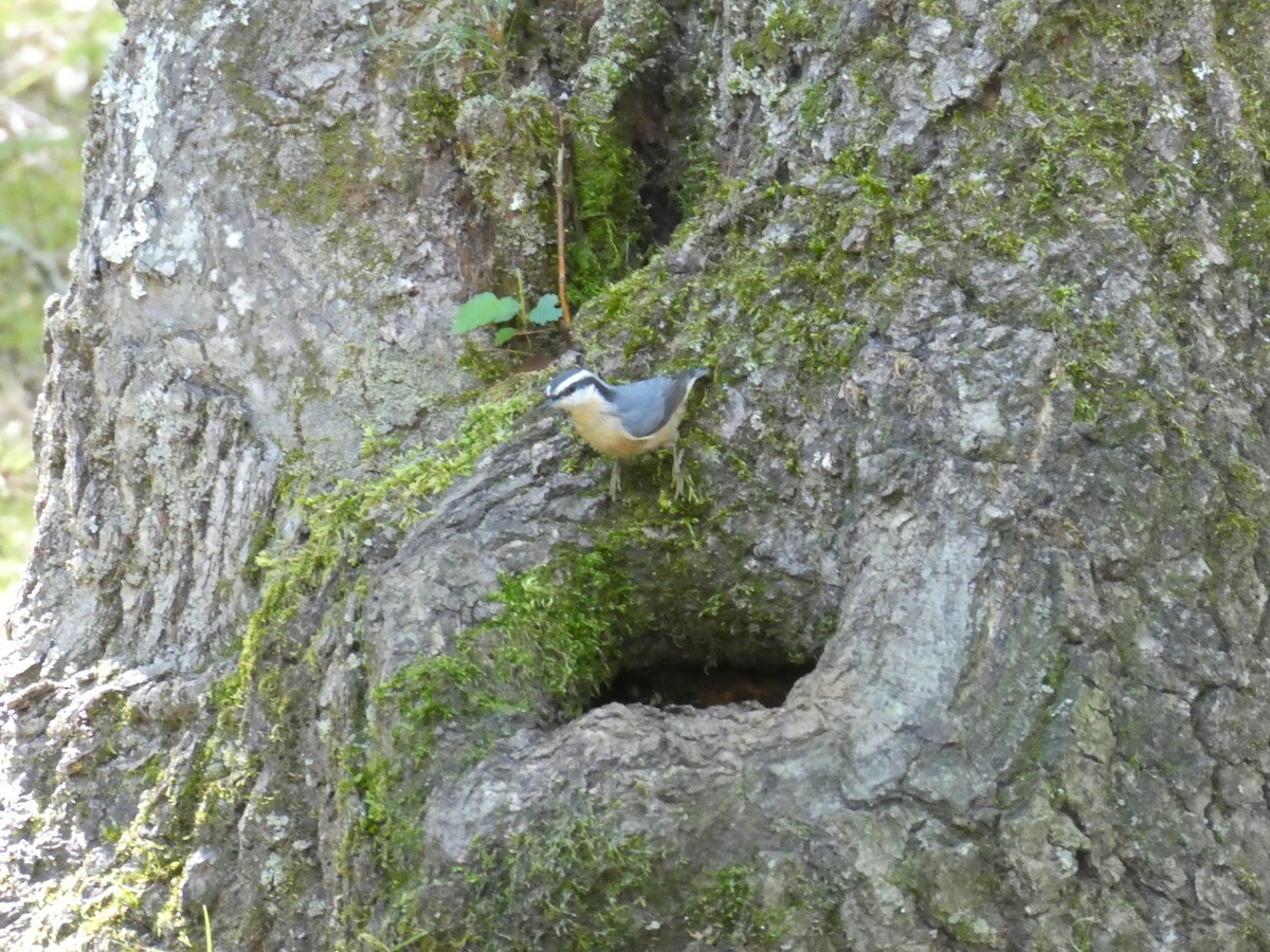 Red-breasted Nuthatch - ML489645801