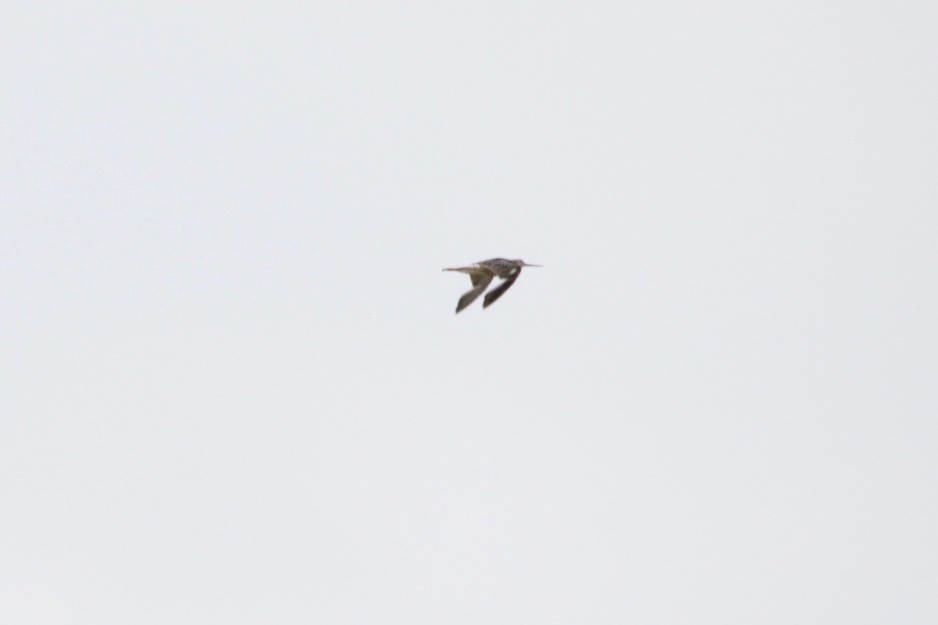 Greater Yellowlegs - ML489646241