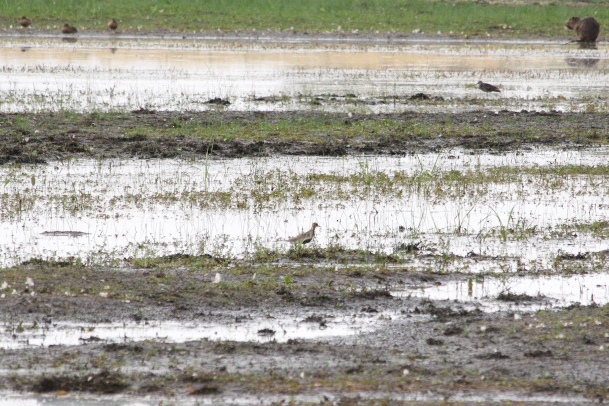 Pacific Golden-Plover - ML489646381