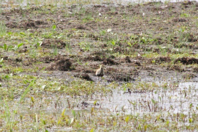 Chorlito Dorado Siberiano - ML489646401