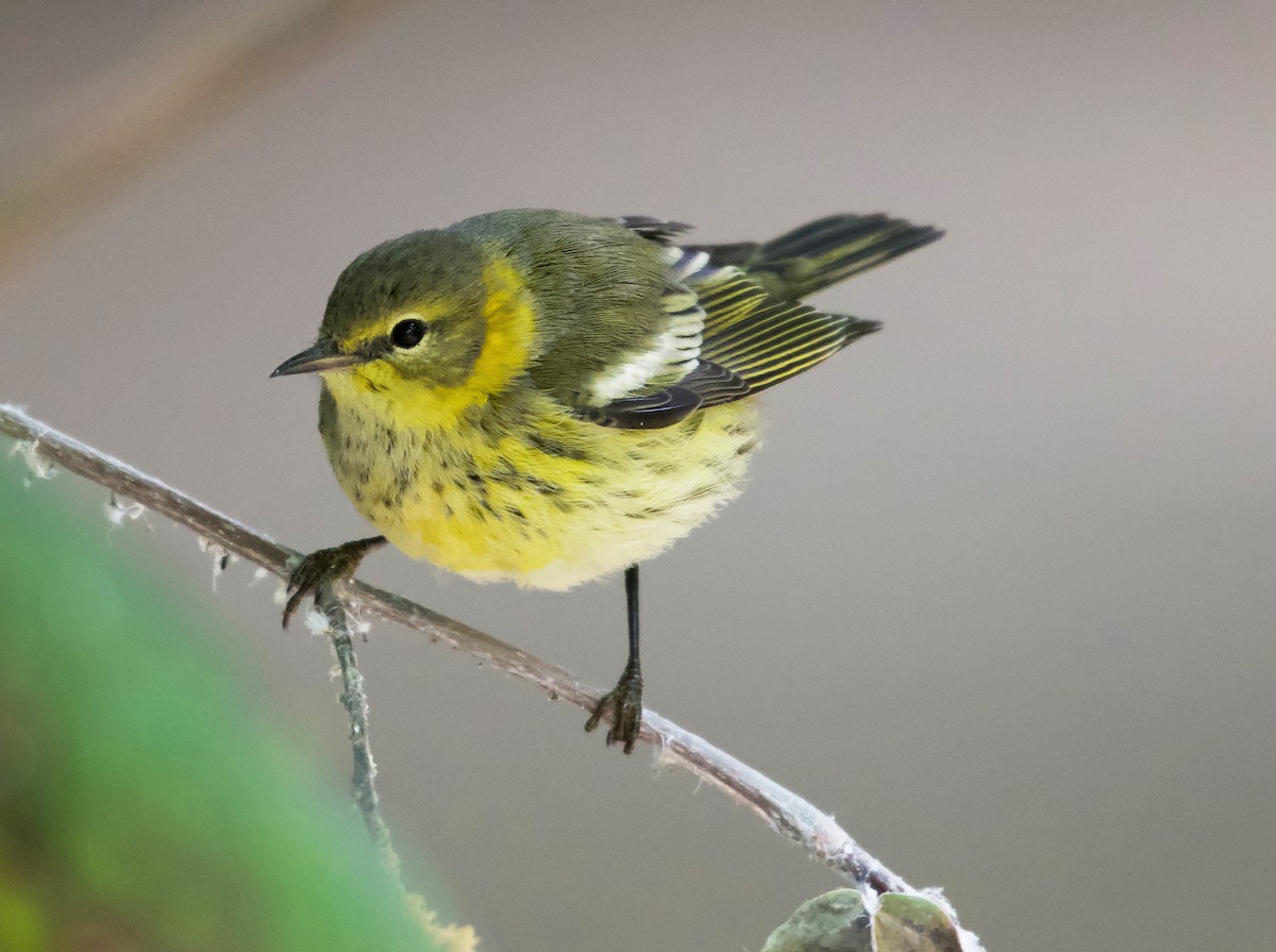 Cape May Warbler - ML489646621