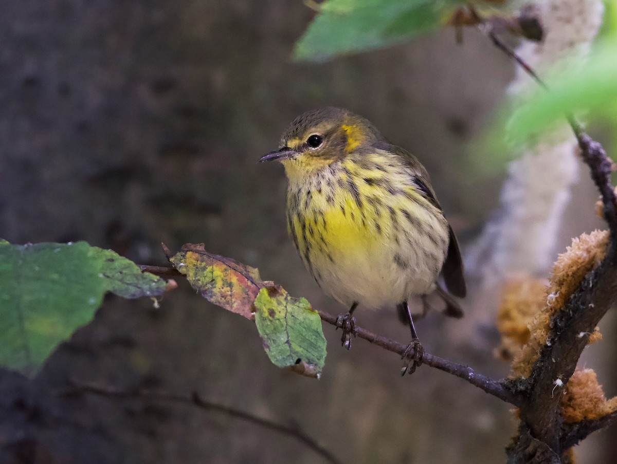 Cape May Warbler - ML489646631