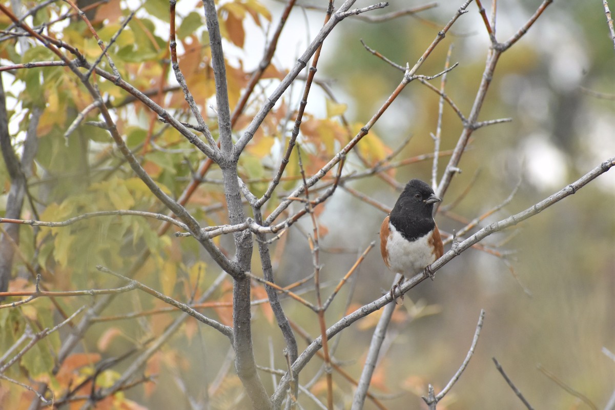 Spotted Towhee - ML489647001