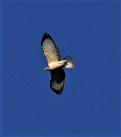 Short-tailed Hawk - ML489647661