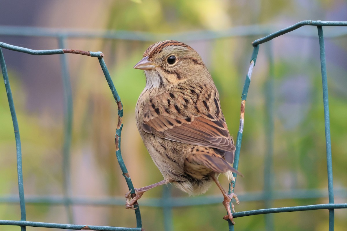 Lincoln's Sparrow - ML489649271