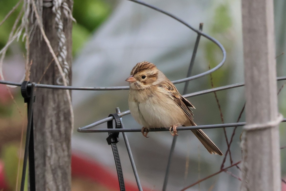 Clay-colored Sparrow - ML489649421