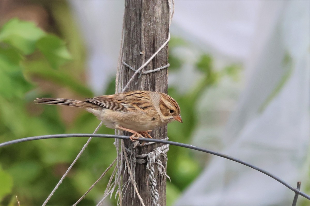 Clay-colored Sparrow - David Nelson