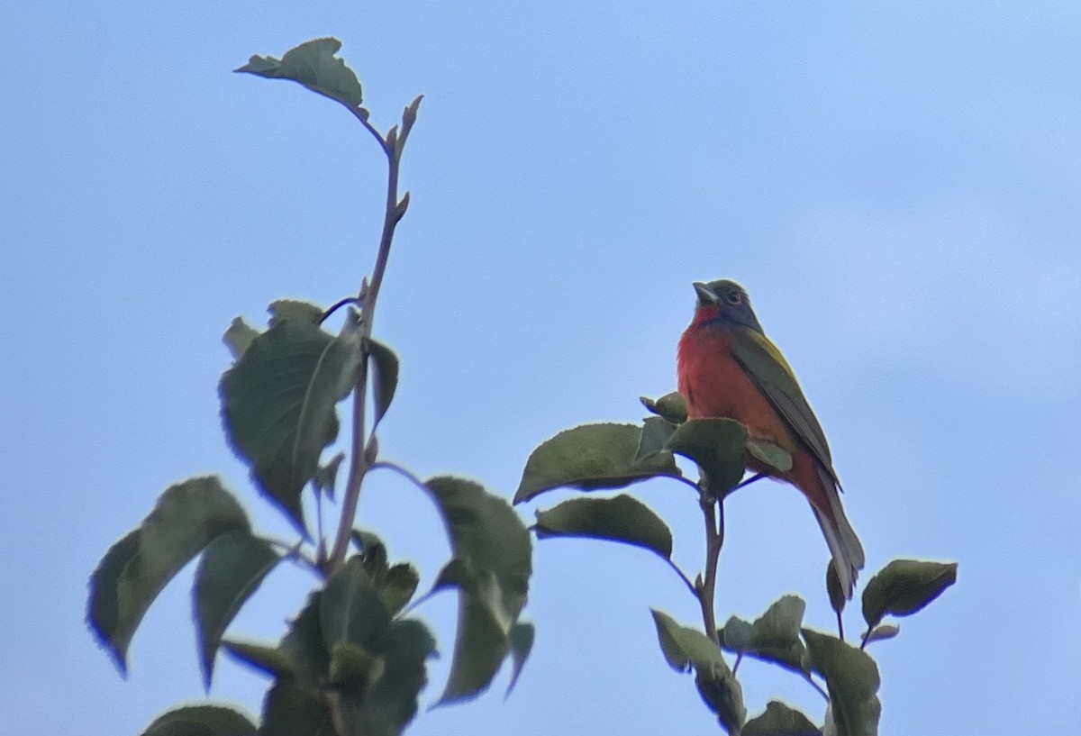Painted Bunting - ML489650101