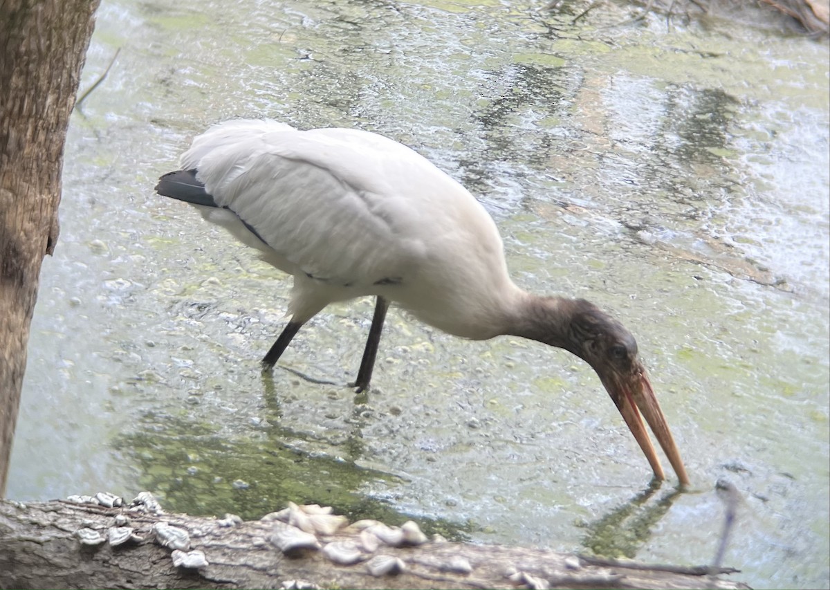 Wood Stork - ML489652271