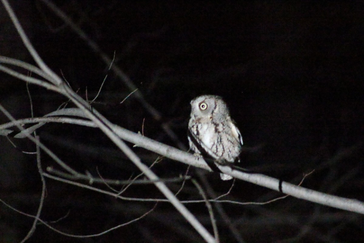 Eastern Screech-Owl - ML48965331