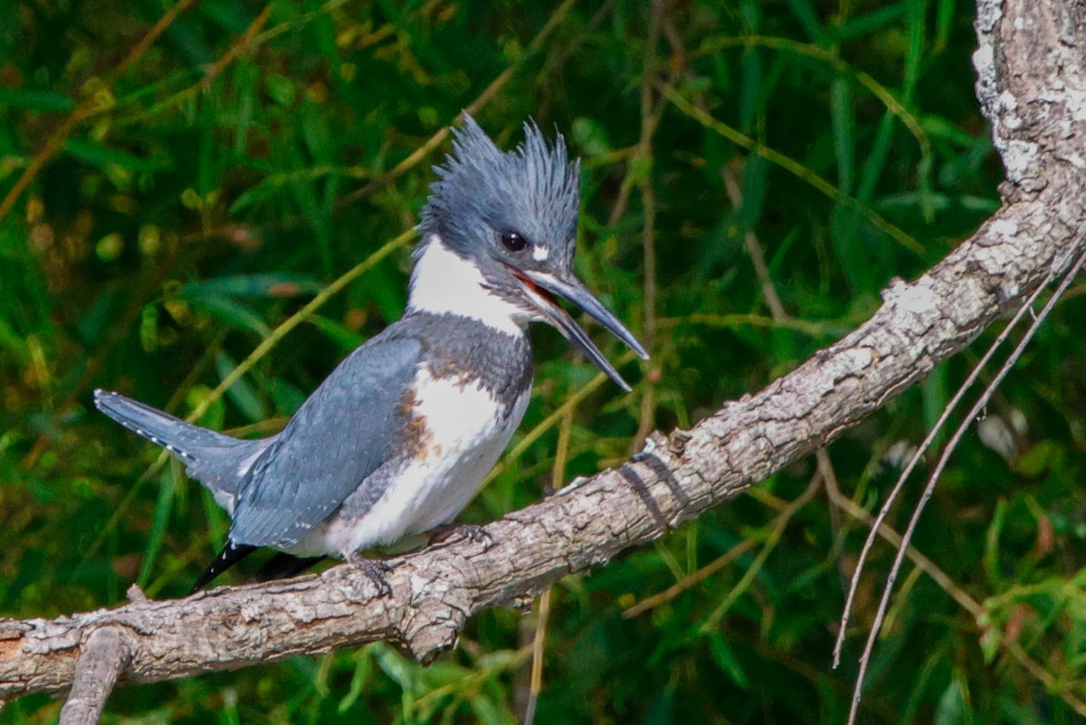 Belted Kingfisher - ML489653821