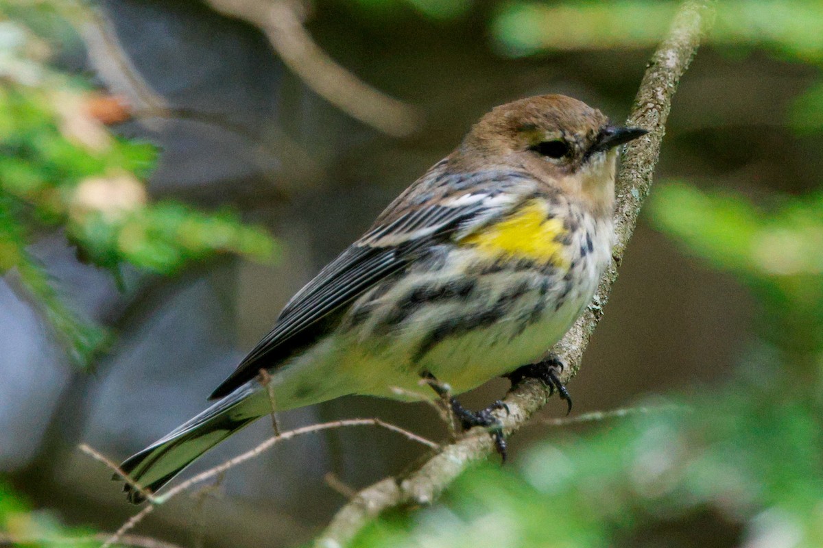 Yellow-rumped Warbler - ML489653971