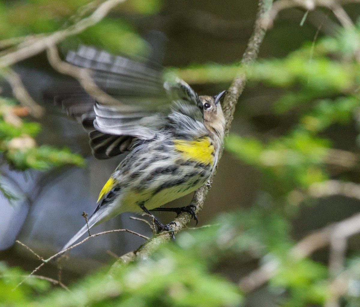 Yellow-rumped Warbler - ML489654061