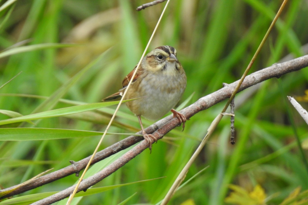 Swamp Sparrow - ML489655621