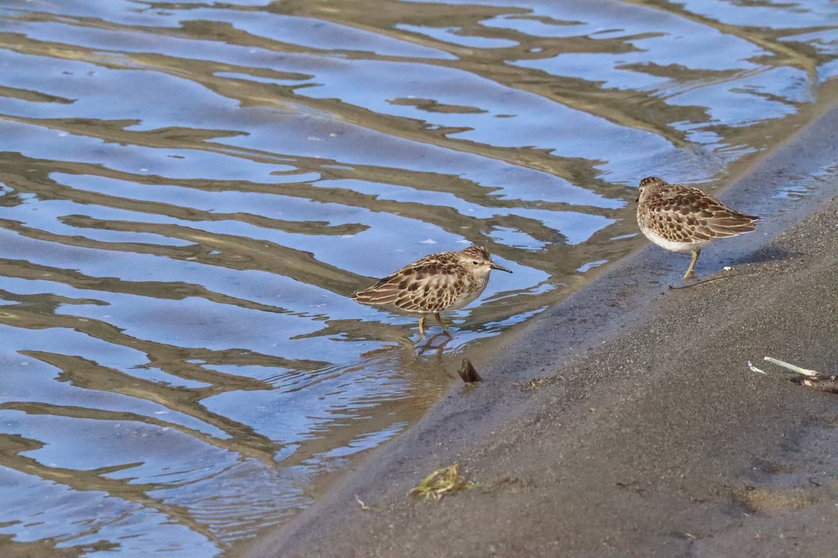 Least Sandpiper - ML489655911