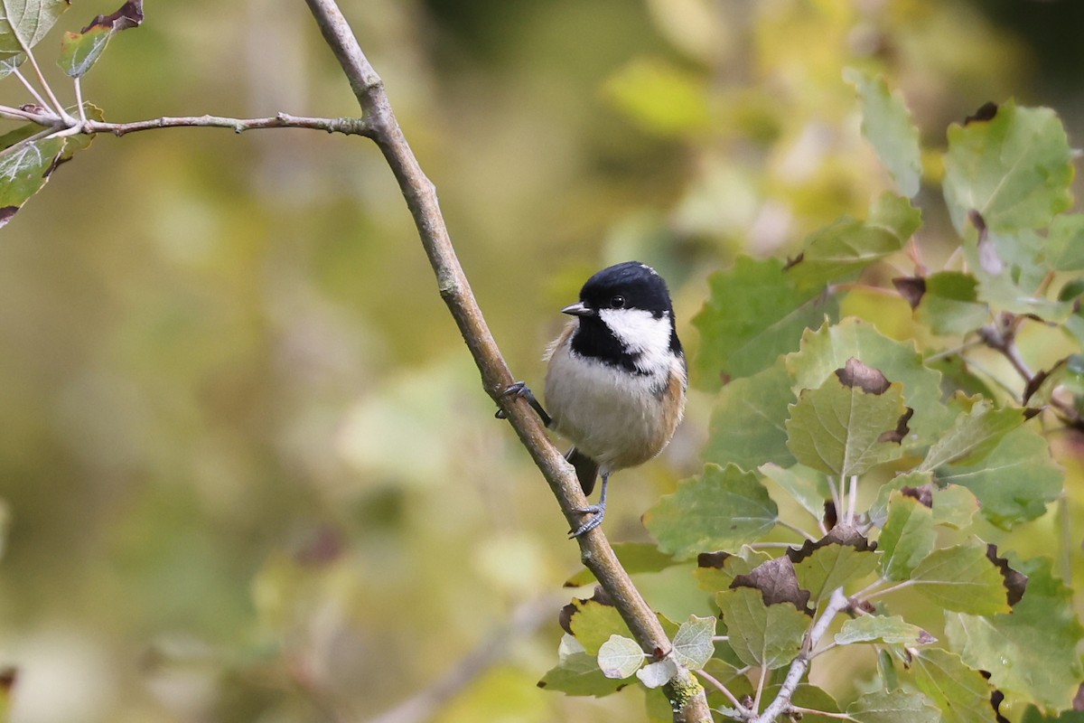 Coal Tit - ML489655931