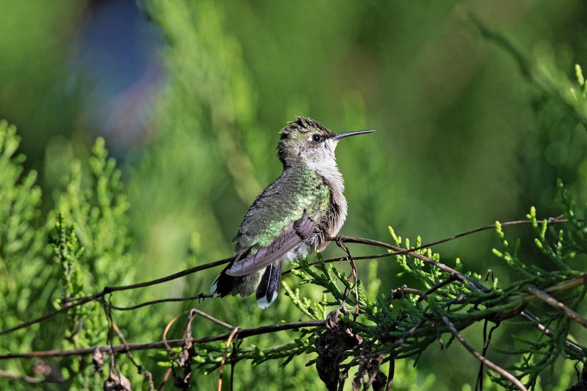 Ruby-throated Hummingbird - ML489656231