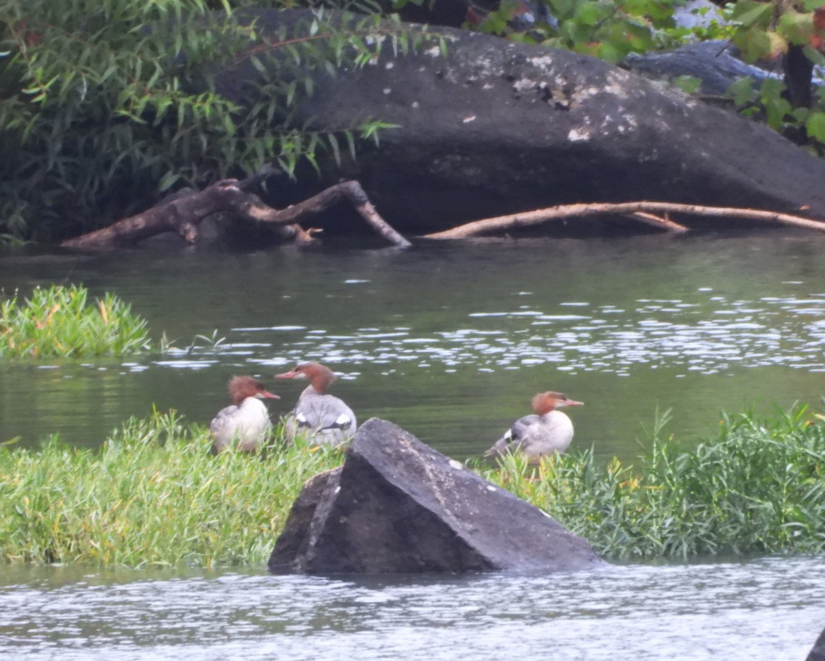 Common Merganser - ML489656781