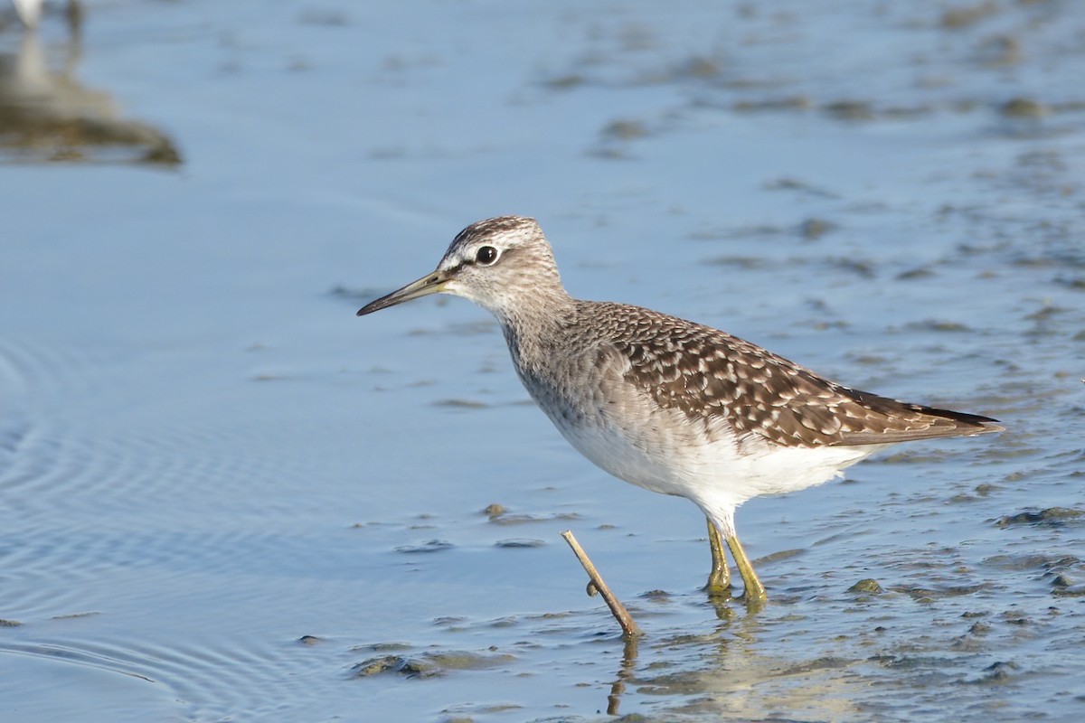 Wood Sandpiper - Ergün Cengiz
