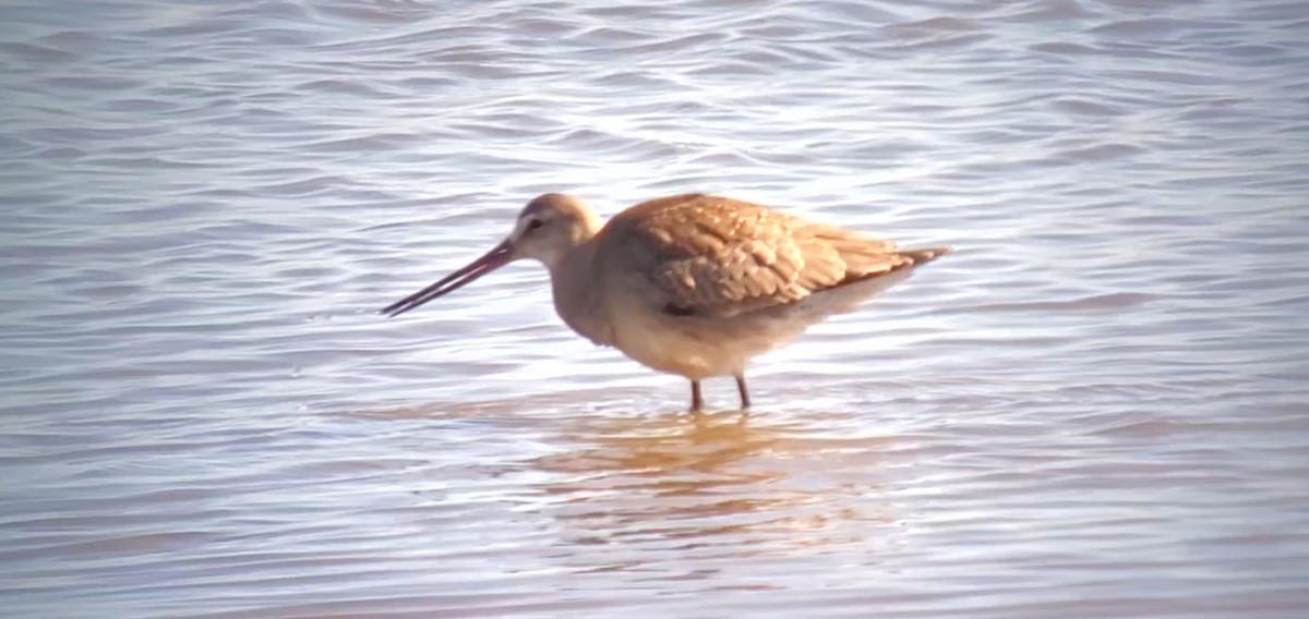 Hudsonian Godwit - ML489657231