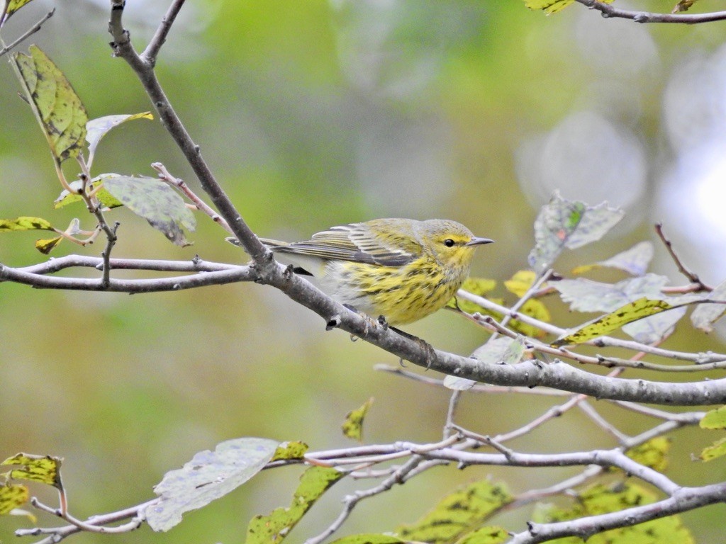 Cape May Warbler - Seema Sheth