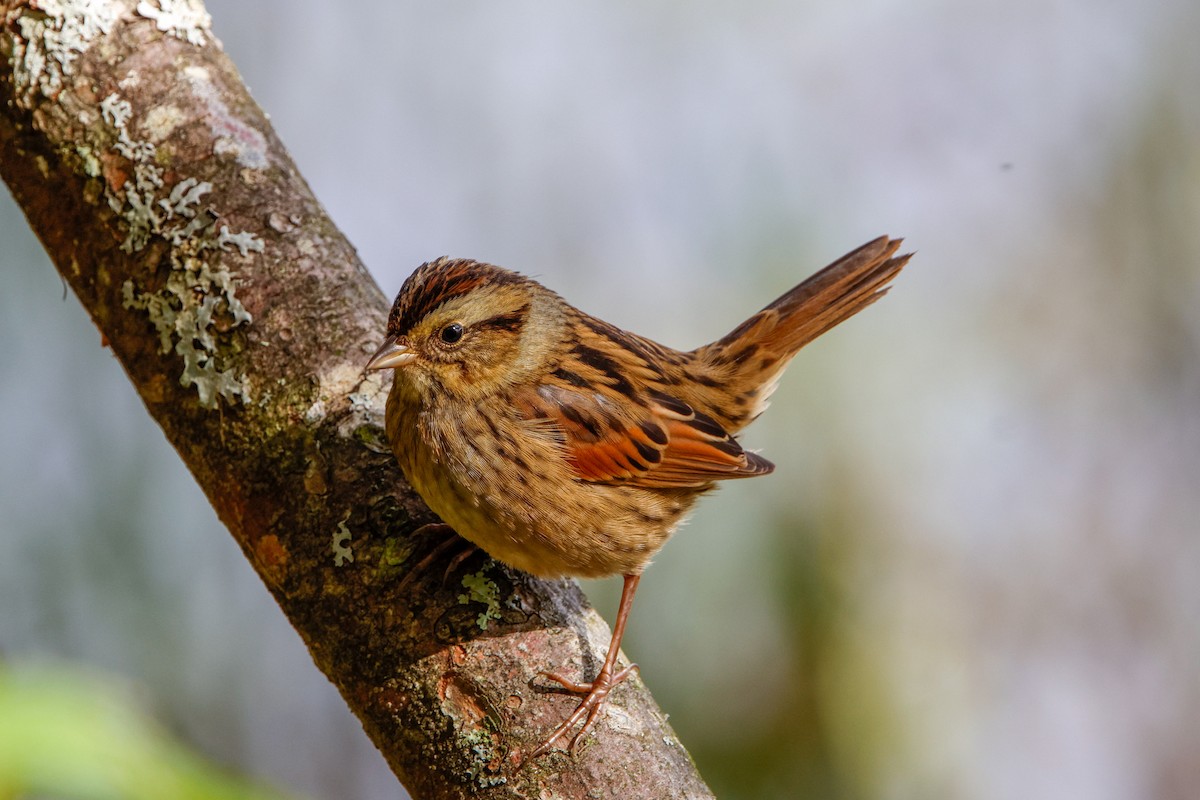 Swamp Sparrow - ML489660341