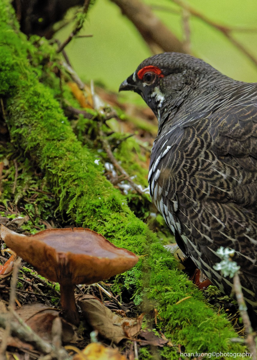 Spruce Grouse - hoan luong