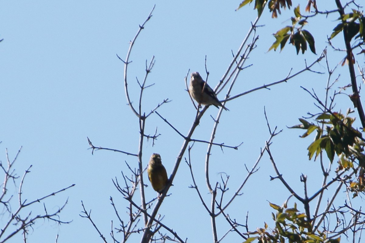 Evening Grosbeak - ML489660701