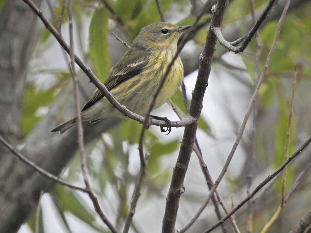 Cape May Warbler - ML489661051