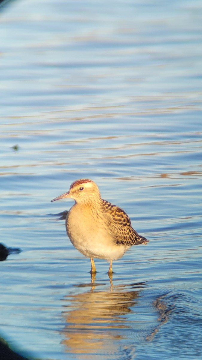 Sharp-tailed Sandpiper - ML489661761