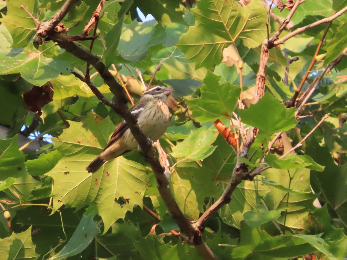 Rose-breasted Grosbeak - ML489662241