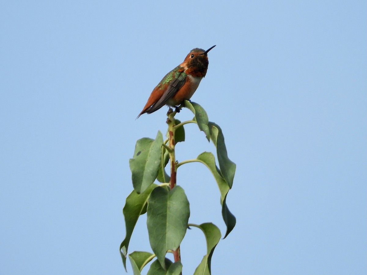 Allen's Hummingbird - ML489662491