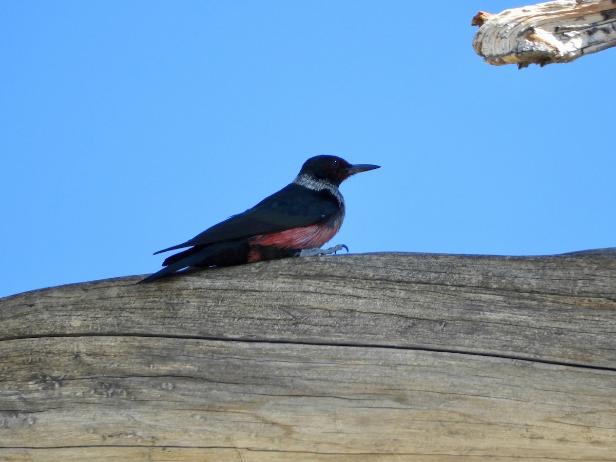 Lewis's Woodpecker - ML489662651