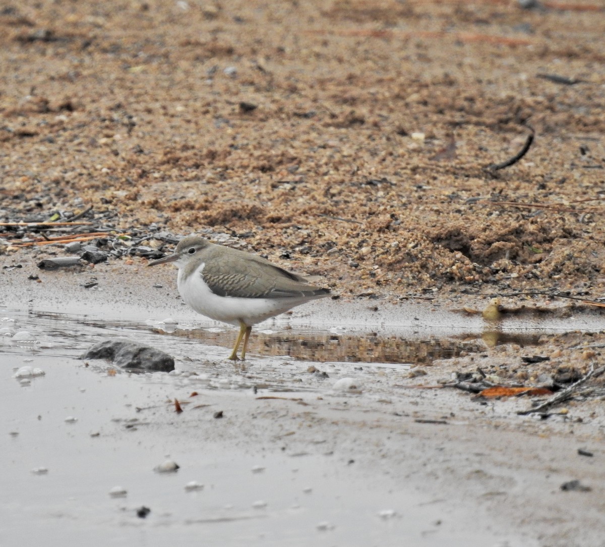 Spotted Sandpiper - ML489663101