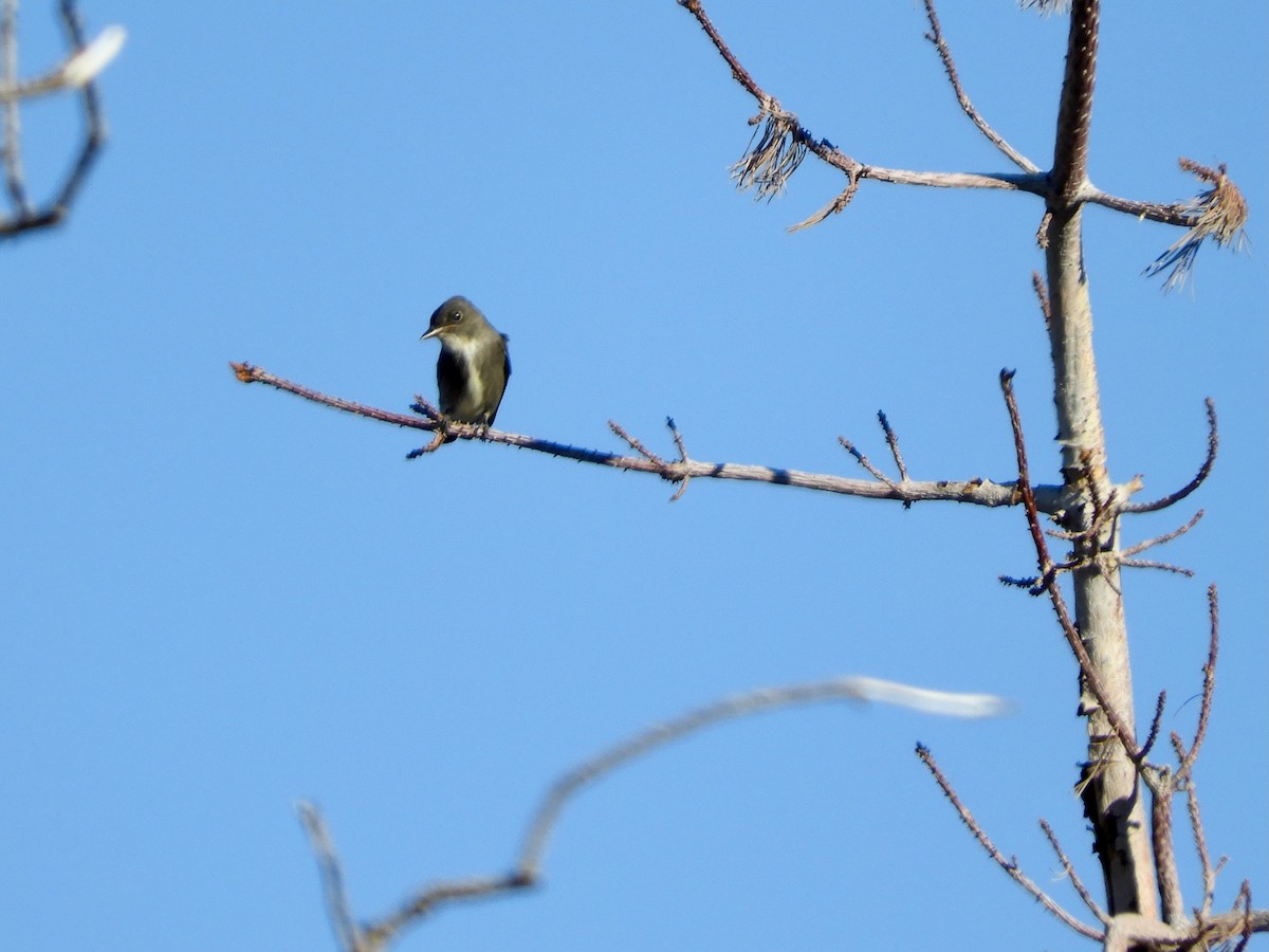 Olive-sided Flycatcher - ML489663131