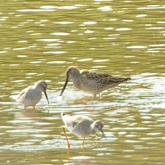 Stilt Sandpiper - ML489663151