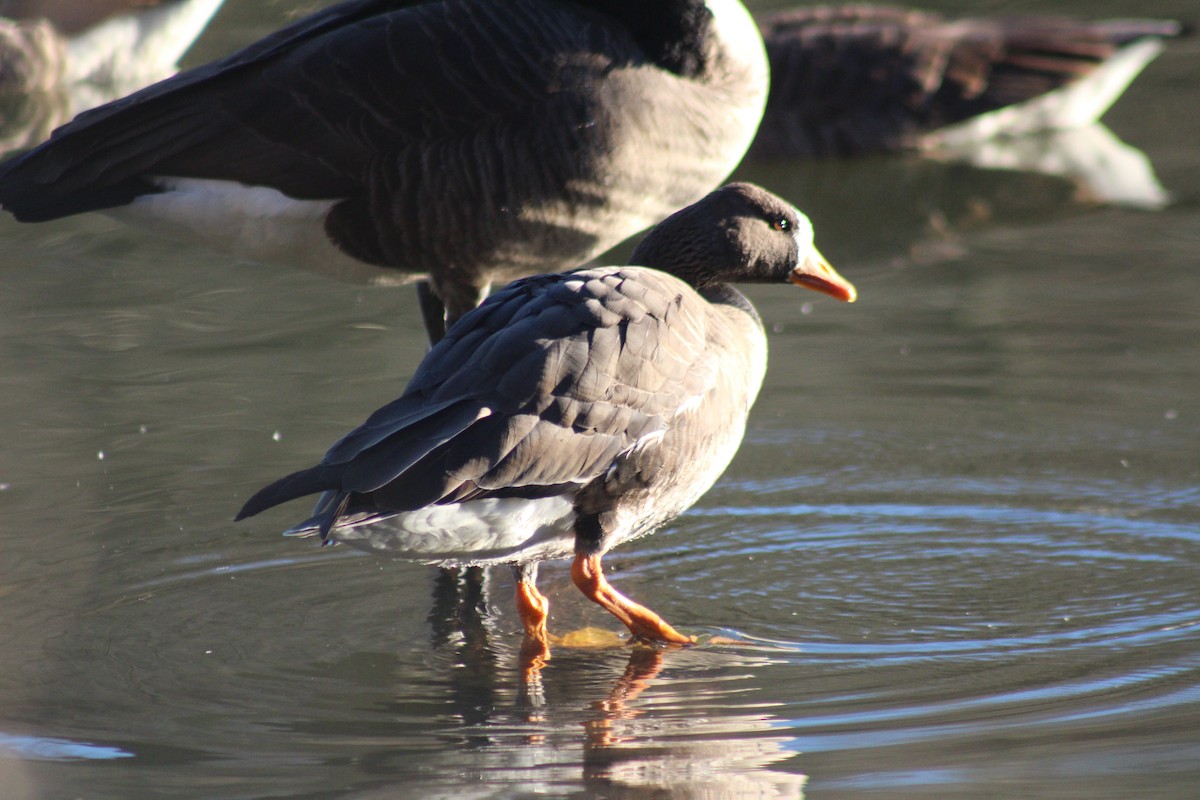 Greater White-fronted Goose - ML48966621