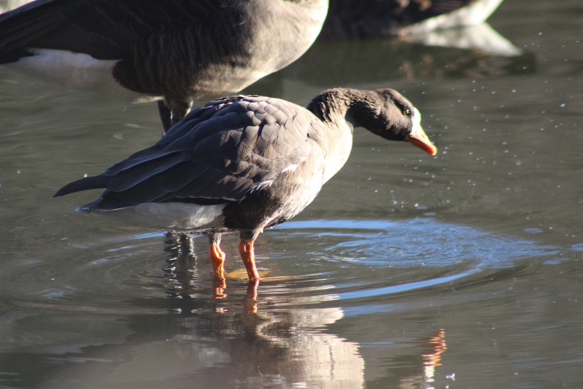 Greater White-fronted Goose - ML48966651