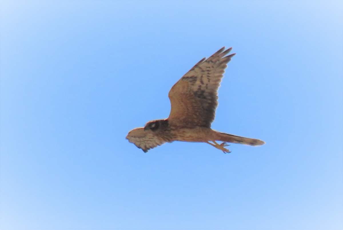 Pallid Harrier - ML489666571