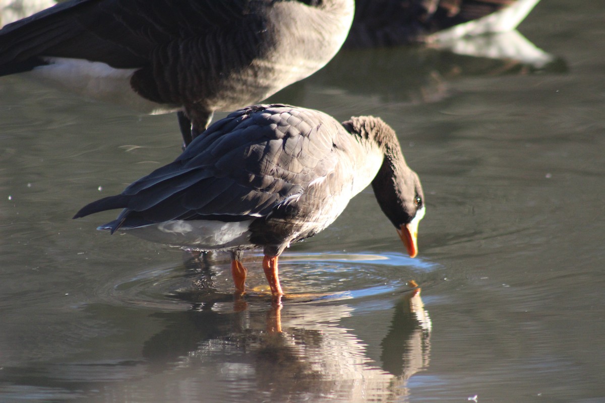 Greater White-fronted Goose - ML48966661