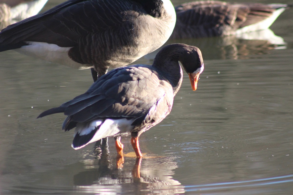 Greater White-fronted Goose - ML48966671